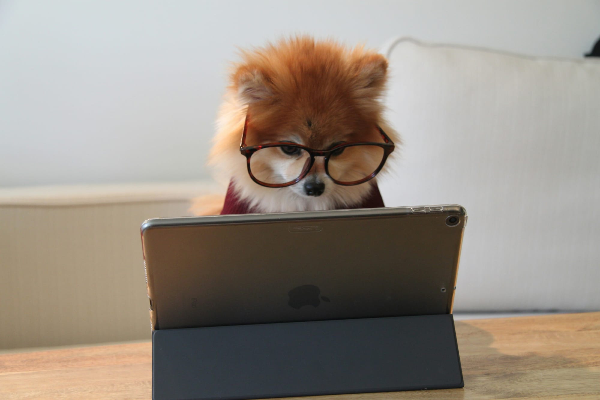 Dog wearing glasses looking at tablet 